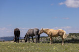 Fototapeta Konie - Wild Horses in the Pryor Mountains Montana in Summer