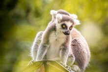 Selective Focus Of A Ring-tailed Lemur
