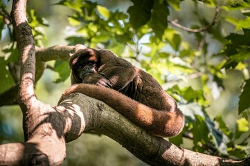 Poster - Woolly monkey on a forest tree