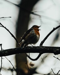 Canvas Print - Closeup of cute European robin sitting on leafless branch in wilderness on blurry background