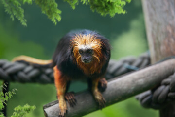 The golden-headed lion tamarin , Leontopithecus chrysomelas also the golden-headed tamarin, is a lion tamarin endemic to Brazil.