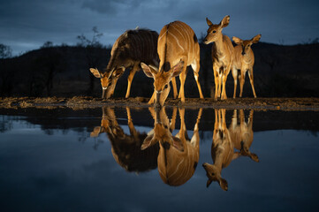 Wall Mural - Nyala at a water hole at night