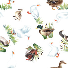 Duck Village, American Pekin Seamless Patterns. Mandarin, Mallard, Duckling, Animals Farm, Zoo. Cute Birds. Clipart
 Stock Illustration. Hand Painted In Watercolor.