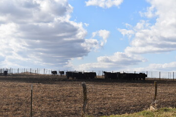 Sticker - Herd of Cows in a Feed Lot