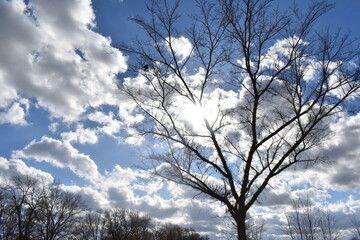 Wall Mural - Sun in the Clouds Over a Bare Tree