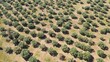 Aerial shot of olive trees fields in mainland Greece