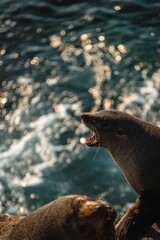 Wall Mural - Vertical shot of a California sea lion (Zalophus californianus) barking on a rock near the water