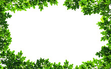 Frame Of Green Leaves On Background With Center Space