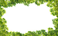 Frame Of Green Leaves On Background With Center Space