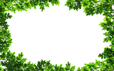 Wall Mural - frame of green leaves on background with center space