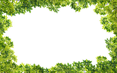Wall Mural - frame of green leaves on background with center space