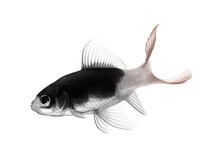 Black And White Gold Fish Isolated On White Background
