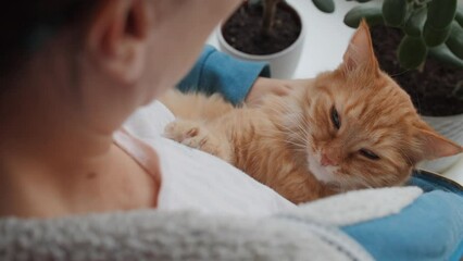 Wall Mural - Woman puts sleepy ginger cat in her bosom of hoody. Pet owner. Cat lover. Woman strokes cute fluffy pet. Room succulent plants on window sill.