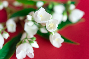 Wall Mural - White jasmine flowers on a red background.