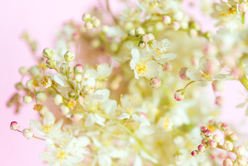 Poster - Delicate natural floral background in light pink pastel colors. Texture of Filipendula Ulmaria in nature with soft focus, macro.	