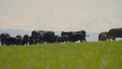 Wall Mural - Slow motion scenery of a herd of cows at the lush green pasture in the daylight