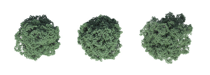 tree top view, isolate on a transparent background, 3d illustration