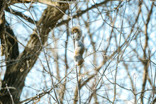 Side View Of A Squirrel Upside Down On A Bare Branch
