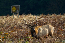 Roosevelt Elk  In Redwood National Park, CA.