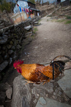 A Runaway Rooster Crosses The Trail In Nepal.