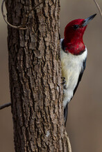 Red-headed Woodpecker (Melanerpes Erythrocephalus) On Tree Trunk