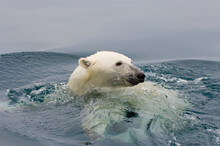 Male Polar Bear Swimming In The Beaufort Sea