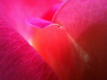 Pink And Red Rose Macro Petal Detail.