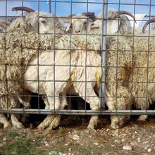 Angora Goats, Some Sheared, In A Pen.