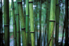 Stand Of Bamboo Detail.