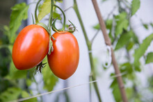 Organic Red Plum Tomatoes On Vine In Vegetable Garden, Munich, Bavaria, Germany
