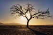 © Cavan Images - Panoramic view of sand dunes and bare tree during sunset at Sossusvlei, Namibia, Africa