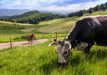 Man On Solo Bicycle Road Trip With Cattle Grazing In Foreground
