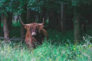 Canvas Print - Scottish highland cow on pasture