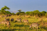 Fototapeta Sawanna - Herd of zebras in savanna in Serengeti national park in Tanzania. Wildlife of Africa