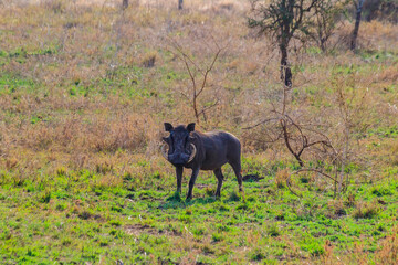 Canvas Print - Common warthog (Phacochoerus africanus) in savanna in Serengeti national park, Tanzania