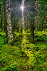 Wall Mural - scenic forest of fresh green deciduous trees framed by leaves, with the sun casting its warm rays th