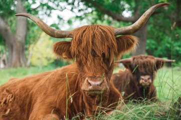 Canvas Print - Scottish highland cows lying on the grass