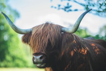 Canvas Print - Portrait of a Scottish highland cow against green trees