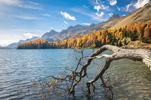 Scenic Image Of A Large Branch Of A Tree Hanging Over The Water Of Lake Sils In Switzerland During Autumn