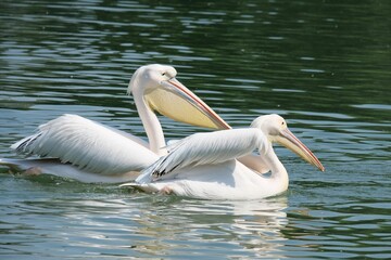 Sticker - Great white pelicans (Pelecanus onocrotalus) floating on a body of water