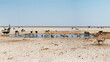 Animals around a waterhole during a severe draught in Etosha National Park. Namibia