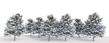 A Group Of Pine Trees Covered In Snow, 3D Rendering