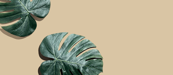 Wall Mural - Tropical monstera leaves from above with shadow - flat lay