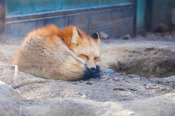 Wall Mural - Closeup of an adorable fluffy red fox resting on the ground in the zoo