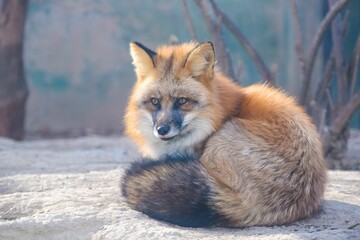 Wall Mural - Closeup of an adorable fluffy red fox resting on the ground in the zoo
