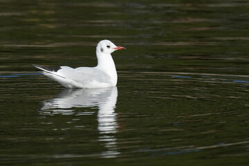 Wall Mural - black headed gull in flight