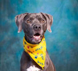 Poster - Cute photo of a dog in a studio shot on an isolated background