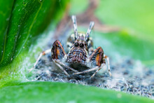 The Jumper Spider And A Baby On Green Leaf