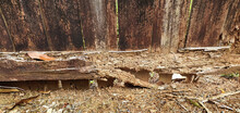 Wooden Fen Eaten By Termites