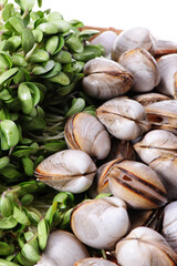 Wall Mural - fresh raw Surf clam background